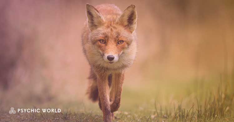 The Spiritual Meaning of Seeing a Fox : Symbolism Revealed