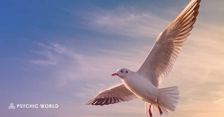 The Spiritual Meaning of Seeing a seagull : Symbolism Revealed