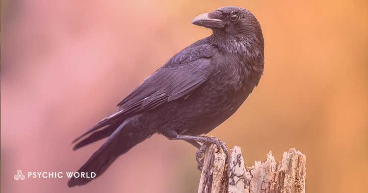 The Spiritual Meaning of Seeing a crow: Symbolism Revealed